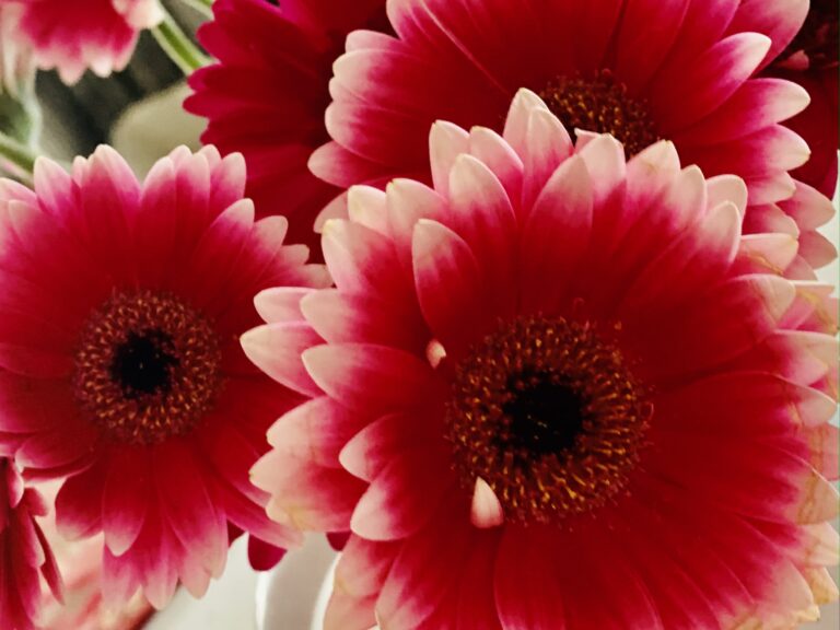 65090194291__4087CC20-65D4-4CBA-8BC4-8D3909F50E38